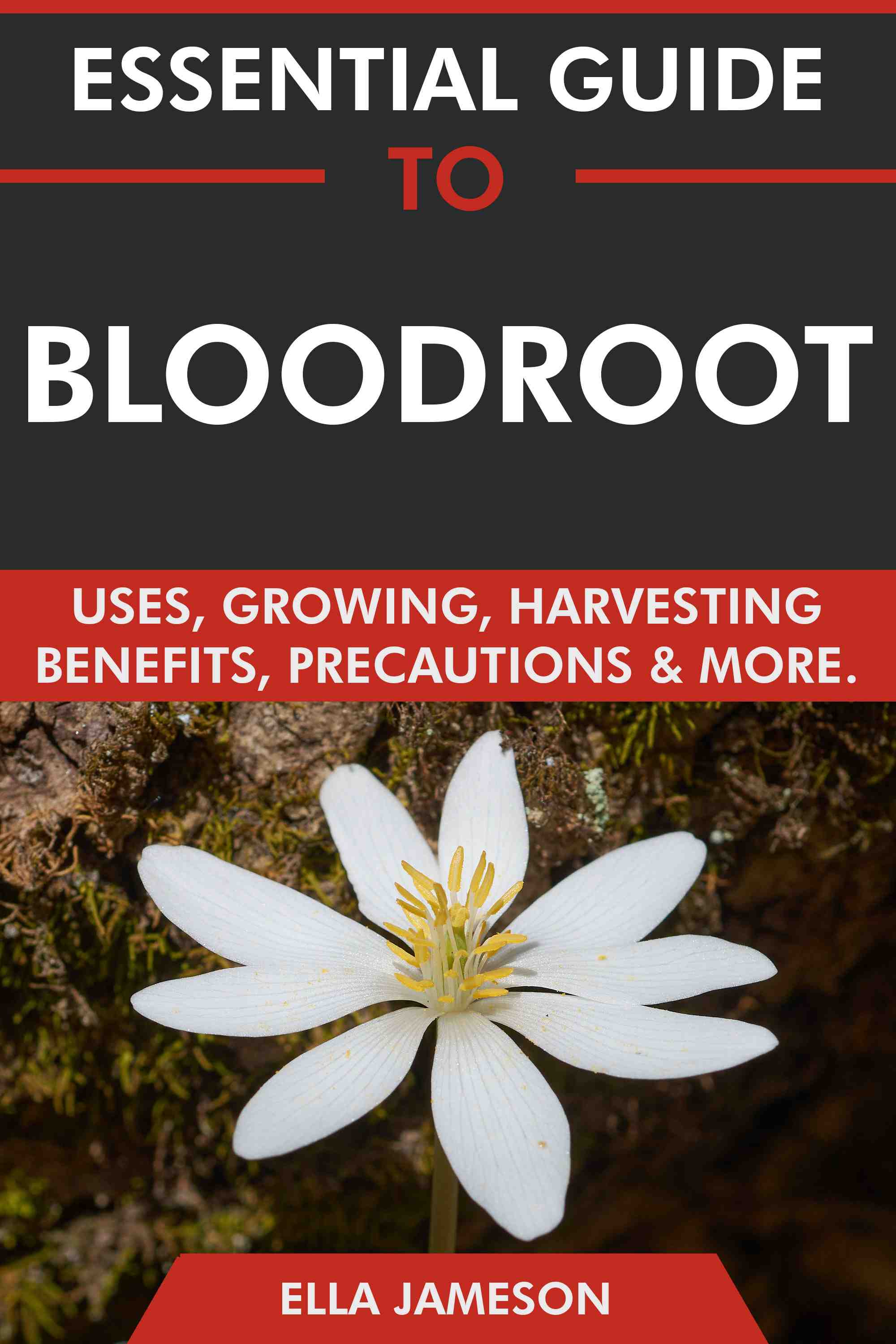 Uses, Growing, Harvesting, Benefits, Precautions & More